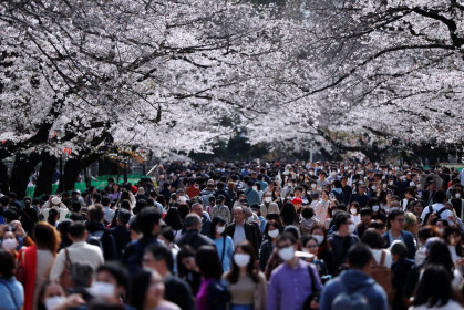 Vì dịch COVID-19, Tokyo kêu gọi người dân sang năm hãy ngắm hoa anh đào