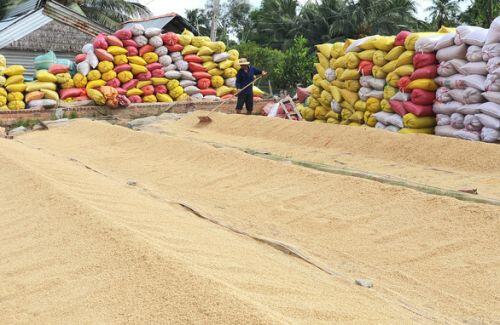 Chính phủ chỉ nên cho xuất khẩu 3 triệu tấn gạo là dừng
