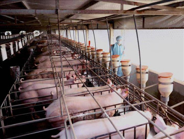 Bộ trưởng Nguyễn Xuân Cường: Từ ngày 1/4 sẽ đưa giá thịt lợn hơi xuống 70.000 đồng/kg