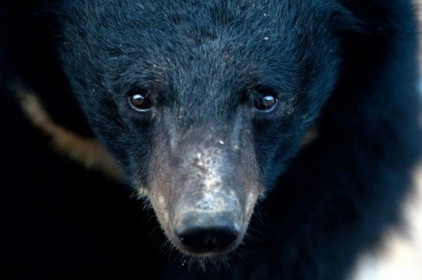 Trung Quốc bị lên án vì cho phép dùng mật gấu trong điều trị Covid-19