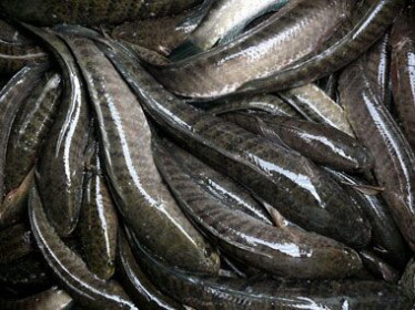 Giá cá lóc giảm mạnh, chỉ 25.000 đồng/kg vẫn khó khăn tìm đầu ra
