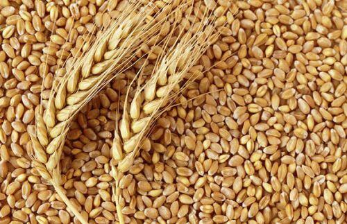 Vì sao giá gạo thế giới tăng chạm đỉnh kể từ năm 2013?