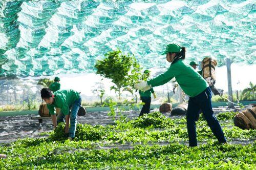 Covid-19: Xuất khẩu chè "đóng băng", nông dân quay lưng với cây chè