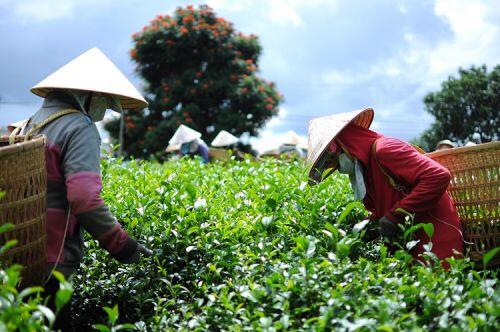 Covid-19: Xuất khẩu chè "đóng băng", nông dân quay lưng với cây chè