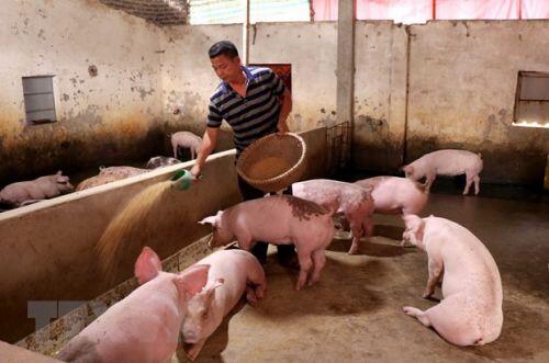 Giá thịt lợn hơi ở nhiều địa phương đột ngột tăng mạnh trở lại