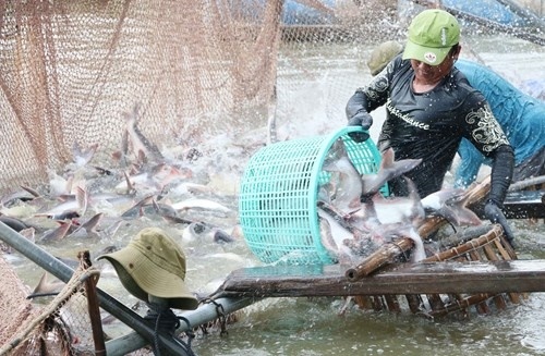 Thị trường khởi sắc, xuất khẩu thủy sản đứng trước "giai đoạn vàng" để phục hồi?
