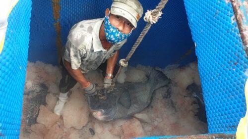 Quảng Ngãi: Trúng cá "khủng", ngư dân vẫn lo lỗ vì ảnh hưởng Covid-19