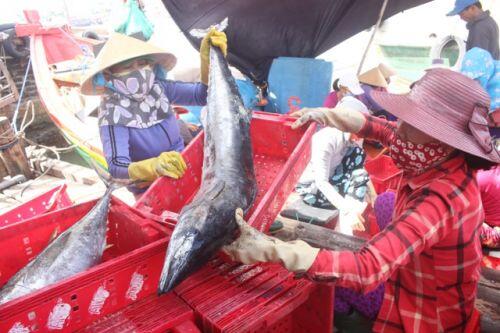 Quảng Ngãi: Trúng cá "khủng", ngư dân vẫn lo lỗ vì ảnh hưởng Covid-19