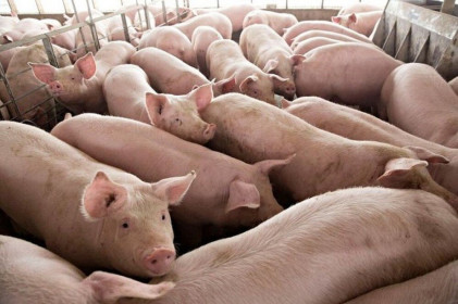 Giá lợn hơi ‘sốt’ trở lại, tiến sát mốc 100.000 đồng/kg