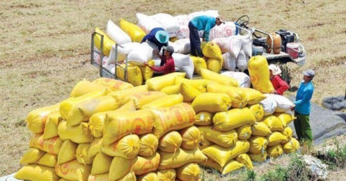 Đồng ý cho tạm ứng trước hạn ngạch xuất khẩu gạo 100.000 tấn và xuất khẩu gạo nếp không hạn ngạch