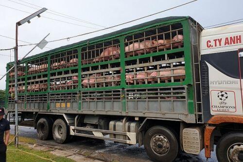 Chặn đứng 2 xe tải chở gần 350 con lợn không rõ nguồn gốc đang đi tiêu thụ