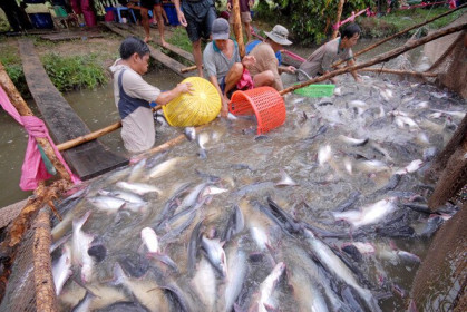 Thuế chống bán phá giá cá tra VN vào Mỹ giảm mạnh