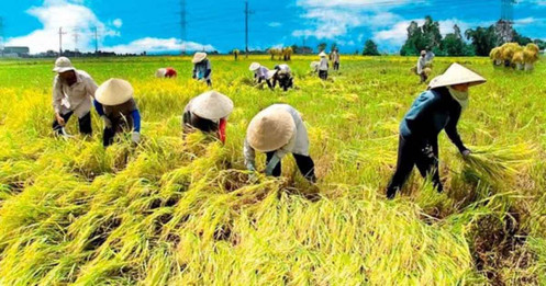 NÓNG: Bộ Công Thương đề nghị bỏ hạn ngạch xuất khẩu gạo trong tháng 5