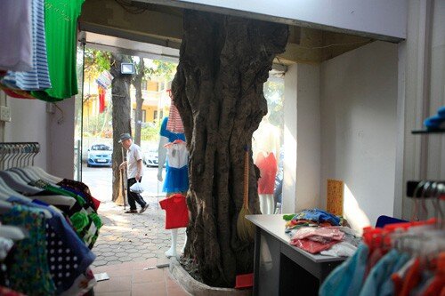 Độc đáo những ngôi nhà cây mọc “xuyên mái” ở Hà Nội