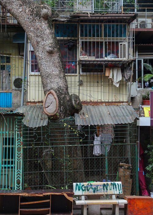 Độc đáo những ngôi nhà cây mọc “xuyên mái” ở Hà Nội
