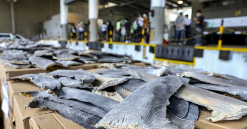Hồng Kông phanh phui vụ buôn lậu vây cá mập lớn nhất từ trước tới nay