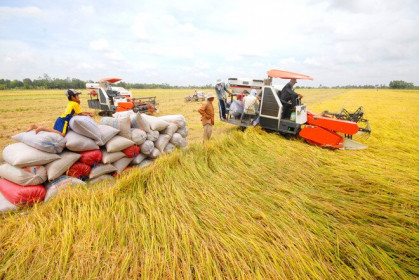 Giá lúa tăng, nông dân kỳ vọng vào vụ hè thu đang chín