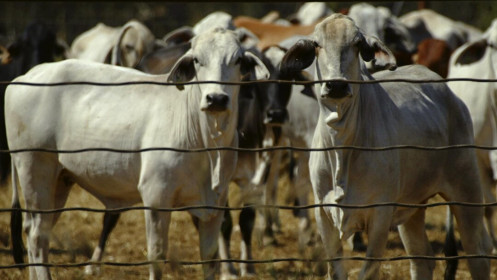 Ngừng nhập thịt bò Úc, Trung Quốc muốn đáp trả đề xuất điều tra nguồn gốc dịch Covid-19?