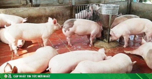 Giá thịt lợn hôm nay 13/5: Lập mốc 97.000 đồng/kg, dự báo tiếp đà tăng