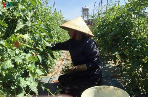 Lâm Đồng: Rau, hoa tăng giá trở lại, nhà vườn phấn khởi