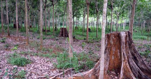 Vụ án “khủng” ở Lâm Đồng: Gần 200ha rừng “bốc hơi” như thế nào?