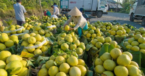Xuất khẩu rau quả 4 tháng đầu năm: Tăng đột biến sang Thái Lan không thể bù sụt giảm ở Trung Quốc