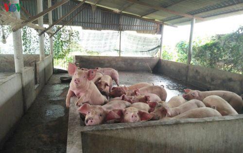 Giá thịt lợn hơi vẫn chưa có dấu hiệu “hạ nhiệt”