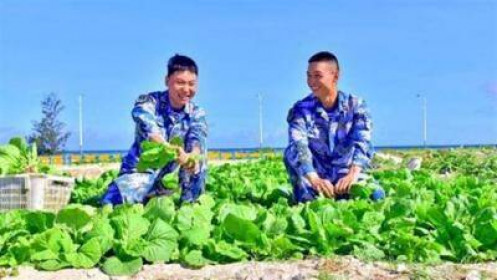 Việt Nam nói gì trước việc Trung Quốc trồng thành công rau xanh trên đảo Phú Lâm?