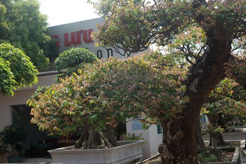 Đại gia Thái Nguyên dốc tiền khủng chơi dàn bonsai khế, coi như báu vật trong nhà