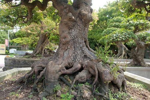 Đại gia Thái Nguyên dốc tiền khủng chơi dàn bonsai khế, coi như báu vật trong nhà