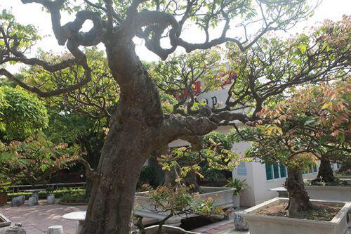 Đại gia Thái Nguyên dốc tiền khủng chơi dàn bonsai khế, coi như báu vật trong nhà