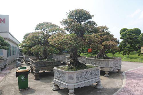 Đại gia Thái Nguyên dốc tiền khủng chơi dàn bonsai khế, coi như báu vật trong nhà