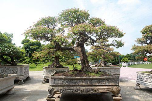 Đại gia Thái Nguyên dốc tiền khủng chơi dàn bonsai khế, coi như báu vật trong nhà