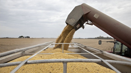 Trung Quốc ngừng nhập khẩu một số nông sản Mỹ, thỏa thuận giai đoạn 1 lâm nguy