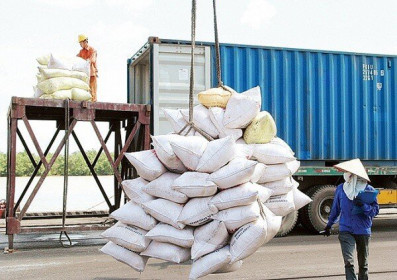 Đấu thầu cung cấp gạo dự trữ tại khu vực Hà Nội: Đa số nhà thầu chào vượt giá