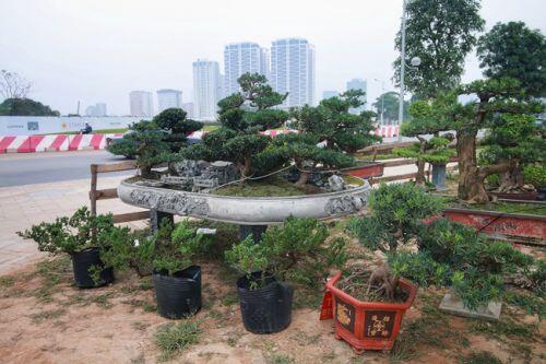 Chiêm ngưỡng tác phẩm 'Đồi tùng La Hán' độc nhất vô nhị giá 350 triệu