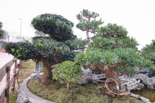 Chiêm ngưỡng tác phẩm 'Đồi tùng La Hán' độc nhất vô nhị giá 350 triệu