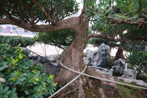 Chiêm ngưỡng tác phẩm 'Đồi tùng La Hán' độc nhất vô nhị giá 350 triệu