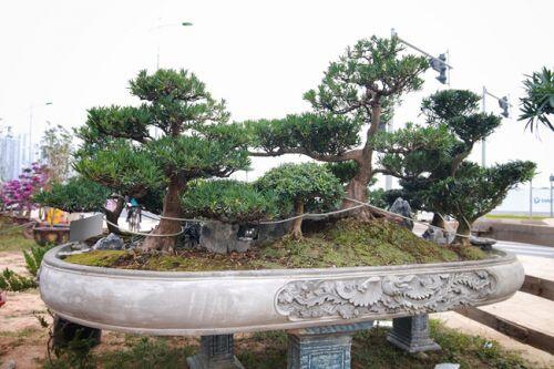 Chiêm ngưỡng tác phẩm 'Đồi tùng La Hán' độc nhất vô nhị giá 350 triệu