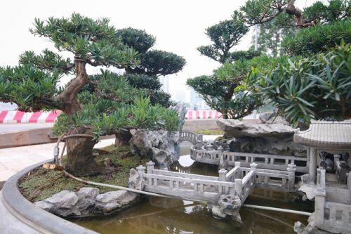 Chiêm ngưỡng tác phẩm 'Đồi tùng La Hán' độc nhất vô nhị giá 350 triệu