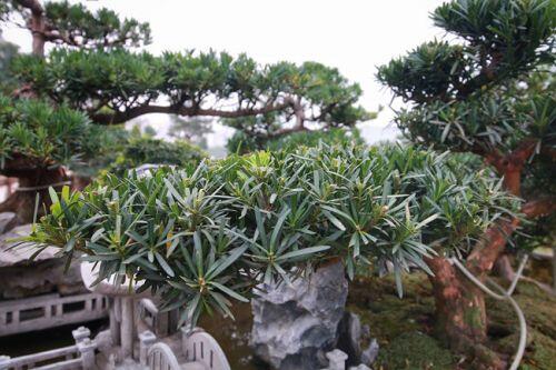 Chiêm ngưỡng tác phẩm 'Đồi tùng La Hán' độc nhất vô nhị giá 350 triệu