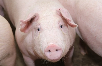 Giá thịt lợn và câu hỏi về số liệu thống kê tái đàn từ Bộ NN&PTNT