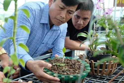 Ngắm vườn lan đột biến, giá trị gần 10 tỷ đồng tại Mê Linh