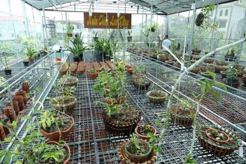 Ngắm vườn lan đột biến, giá trị gần 10 tỷ đồng tại Mê Linh