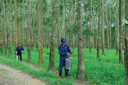 Những khó khăn khiến DRC đặt kế hoạch lãi trước thuế 2020 đi lùi
