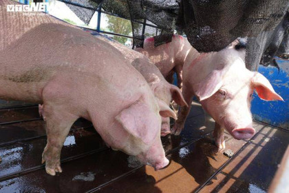 Giá lợn hạ nhiệt: Dân buôn, tiểu thương mong thoát lỗ 'khủng'