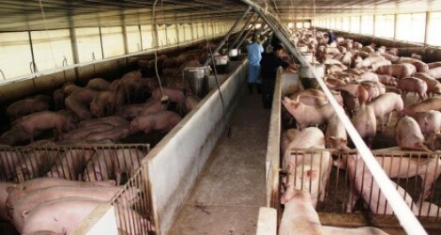 Giá thịt lợn cao ngất ngưởng, do đâu? - Bài 2: Bí ẩn chính sách bán hàng của doanh nghiệp chăn nuôi