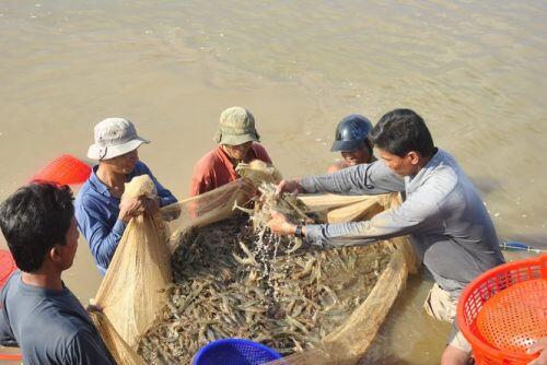 Cơ hội cho ngành thủy sản Việt Nam từ hiệp định EVFTA