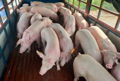 Lô lợn sống Thái Lan giá rẻ sắp nhập về Việt Nam tháng này