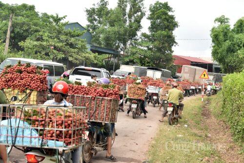 Mục sở thị Chợ vải thiều dài nhất Việt Nam